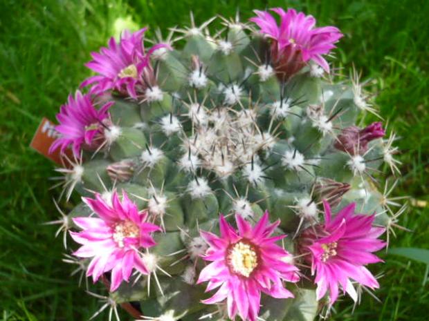 Mammillaria, Kaktusy, tiper, 1