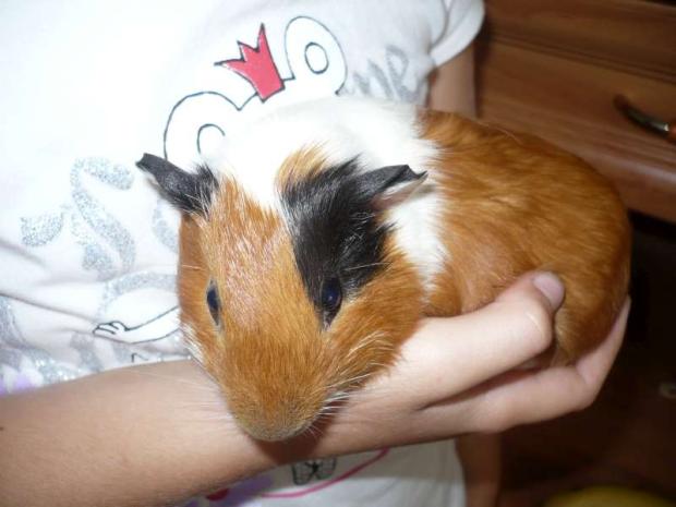 naša Lilinka, A všeličo ostatné naša Lilinka, A všeličo ostatné, lilinka152, 1