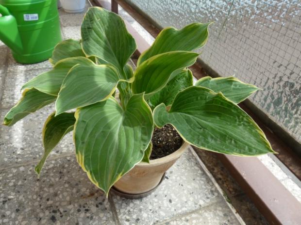 hosta v črepníku , Okrasné záhradky hosta v črepníku , Okrasné záhradky, janaver, 1