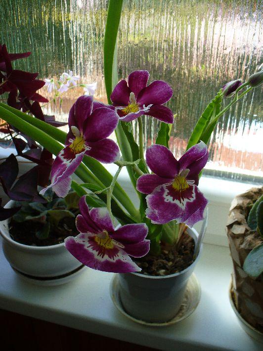 Miltonia, Okenné parapety, strombus72, 1