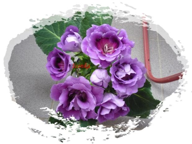 GLoxinia , Okenné parapety, Iconka, 1