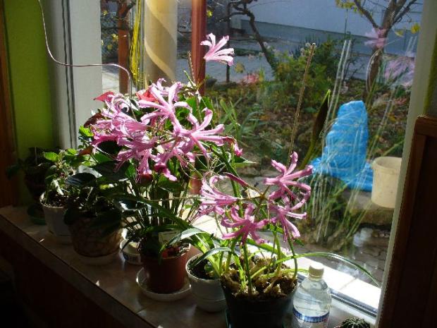 Nerine, Okenné parapety, strombus72, 1