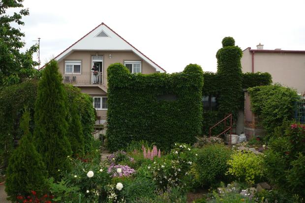 Divý vinič, Okrasné záhradky, marosmeny, 1