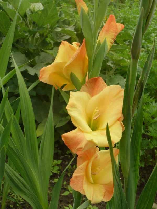 Gladiola, Kvetinové portréty, evikav, 1