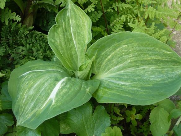 Hosta ´SPILT MILK´, Okrasné záhradky, alpinka, 1