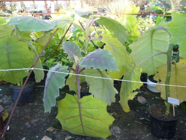 Narančila, Izbové kvety Narančila, Izbové kvety, ludmila42, 1