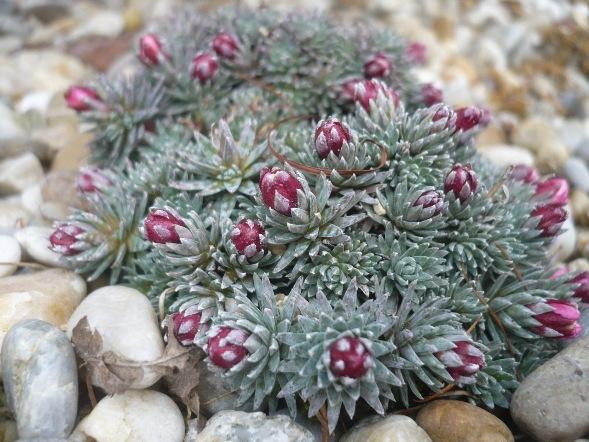 Začiatok marca - Saxifraga x  ´JAN NERUDA´, Skalky, alpinka, 1