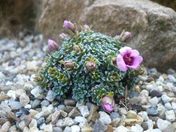 V krajinke saxifrag 3, Skalky, alpinka, 1
