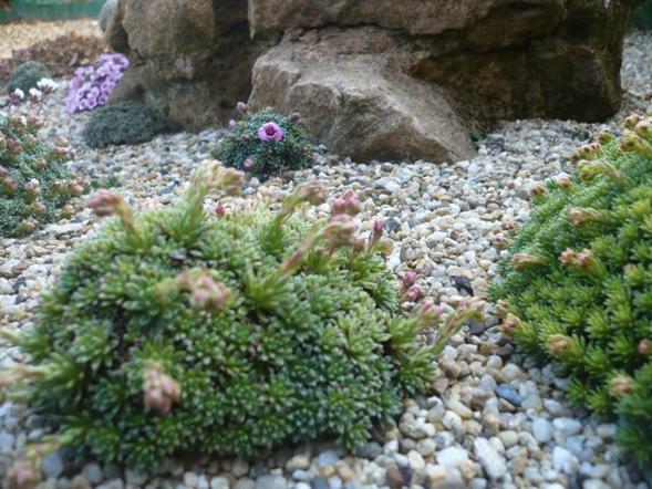 V krajinke saxifrag 2, Skalky, alpinka, 1