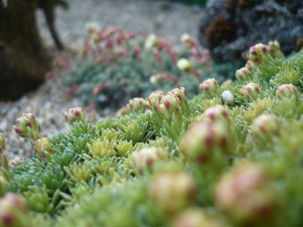 V krajinke saxifrag 1, Skalky, alpinka, 1