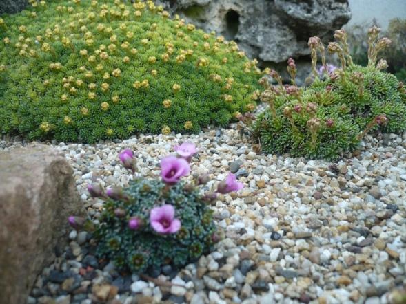 V krajinke saxifrag 5, Skalky, alpinka, 1