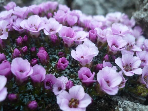 Saxifraga x ´SISSI´ - detail, Skalky, alpinka, 1