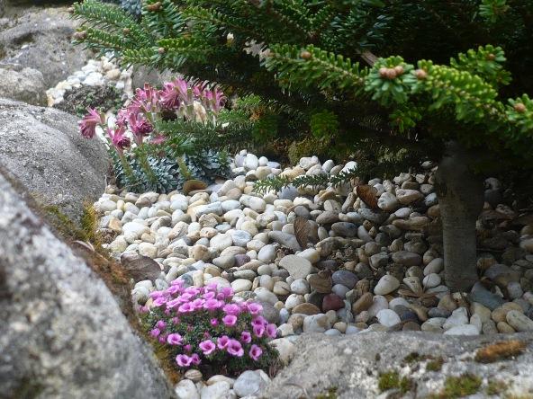 V krajinke saxifrag a čarovníkov 1, Skalky, alpinka, 1