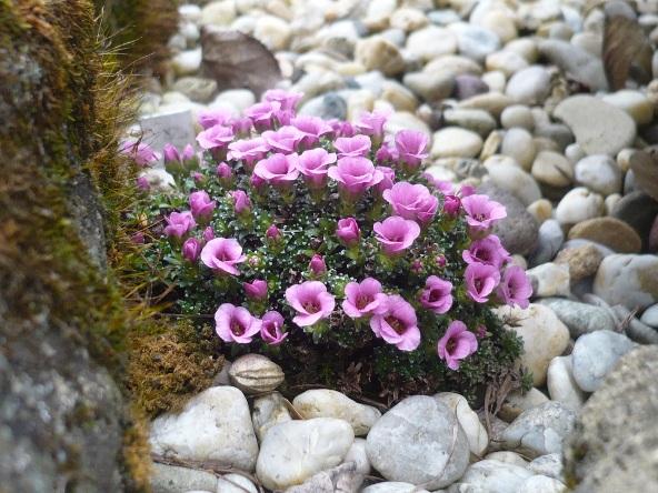 V krajinke saxifrag a čarovníkov 2, Skalky, alpinka, 1