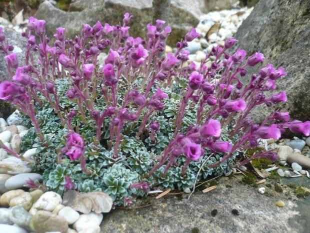 V krajinke saxifrag a čarovníkov 4, Skalky, alpinka, 1