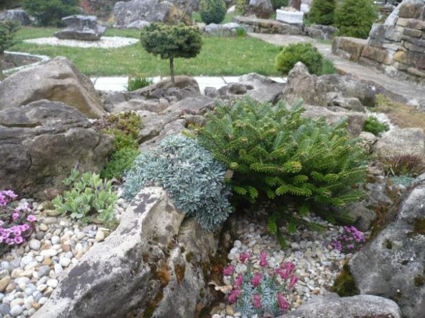 V krajinke saxifrag a čarovníkov 5, Skalky, alpinka, 1