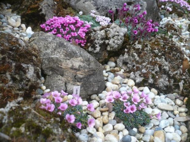 V krajinke saxifrag a čarovníkov 8, Skalky, alpinka, 1