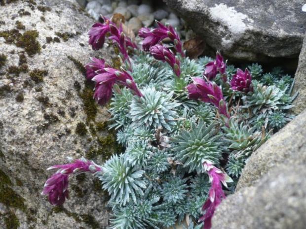 V krajinke saxifrag a čarovníkov 7, Skalky, alpinka, 1