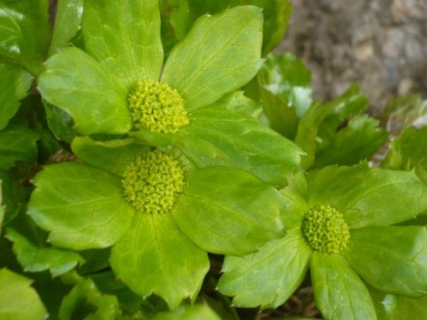 Detailík - hacquetia epipactis, Kvetinové portréty, alpinka, 1