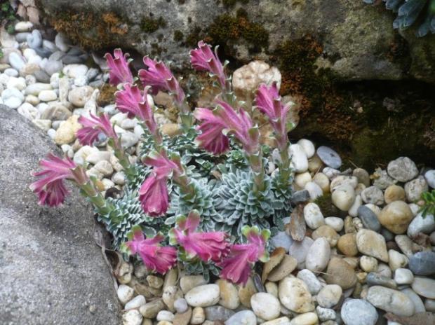 V krajinke saxifrag a čarovníkov 6, Skalky, alpinka, 1