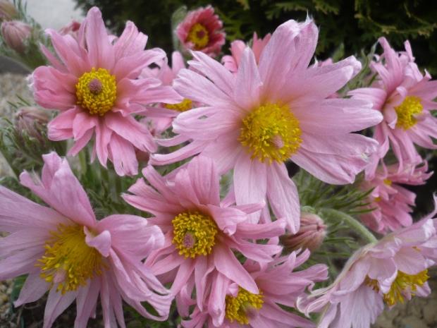 Jarná - Pulsatilla hybr. ´Papageno Rosea´, Kvetinové portréty, alpinka, 1