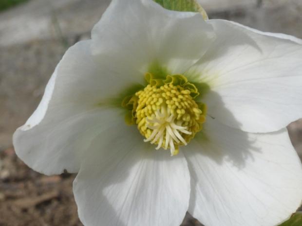 Jarná - Helleborus niger, Kvetinové portréty, alpinka, 1