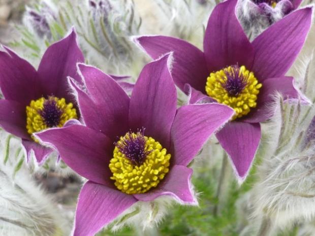 Jarná - Pulsatilla hybr. ´Violet´, Kvetinové portréty, alpinka, 1