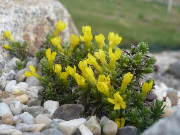 Vitaliana primuliflora, Skalky, alpinka, 1