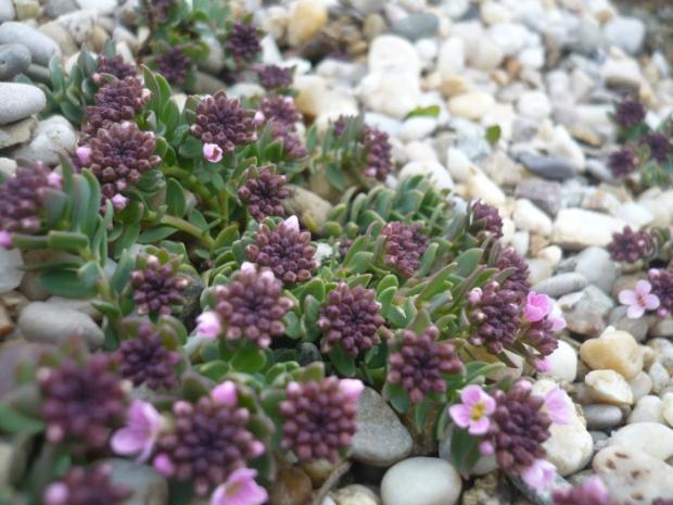 Aethionema saxatile - pred kvitnutím, Skalky, alpinka, 1