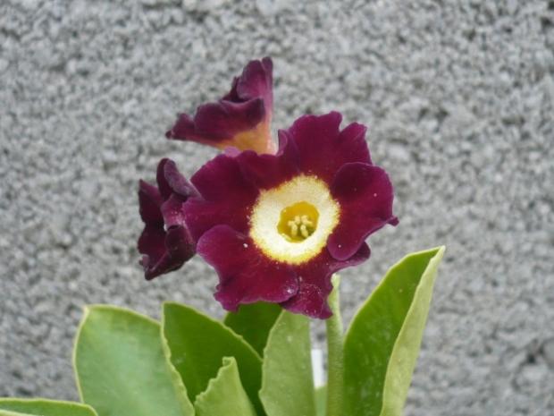 Nová primulka auricula ...čevená so žltým očkom, Kvetinové portréty, alpinka, 1