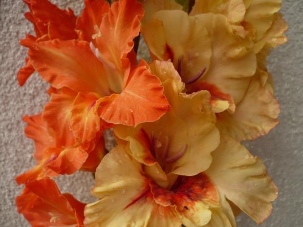 Gladiolky - duo ´Terrakota´ a semenáč ´Bronislava´, Kvetinové portréty, alpinka, 1