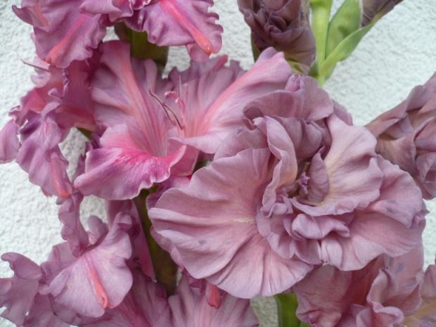 Dve dymové gladiolky ... obe krásavice , Kvetinové portréty, alpinka, 1