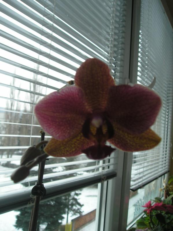 orchidey, Izbové kvety, mija, 1