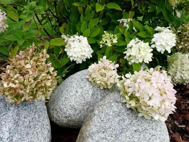 Hortenzia metlinatá, Okrasné záhradky, , 1