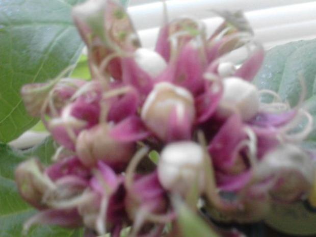 clerodendron, Okenné parapety clerodendron, Okenné parapety, Vivi, 1