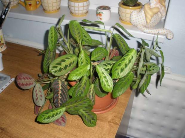 Maranta, Izbové kvety Maranta, Izbové kvety, ZAHARA, 1