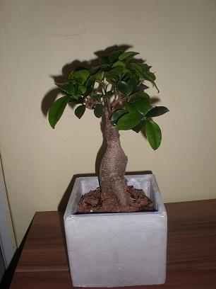 Ficus, Veronika_27, 1