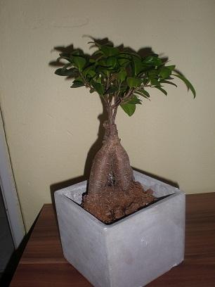 Ficus 2, Veronika_27, 1