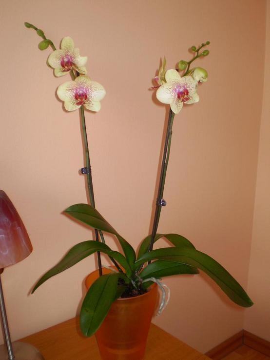 Orchidejuška , Izbové kvety, vikinka.n, 1