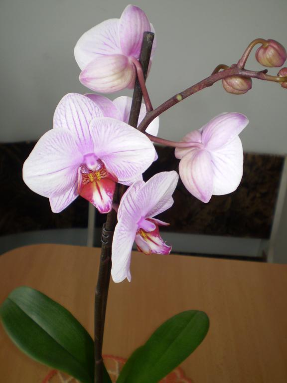 Orchidea, Izbové kvety, vikinka.n, 1