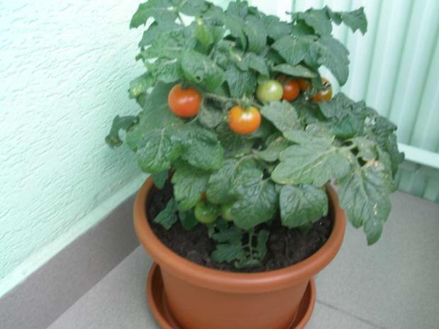 zberáme úrodu, Balkóny zberáme úrodu, Balkóny, ZAHARA, 1
