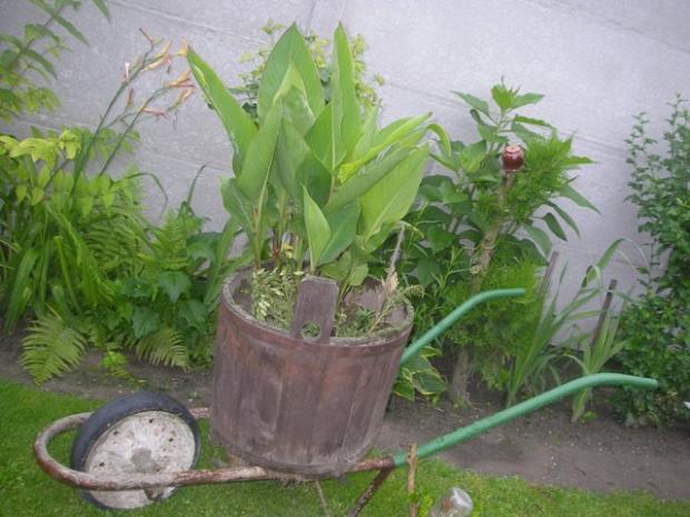 klasika cervena, Náš dvor, mafianka1, 1
