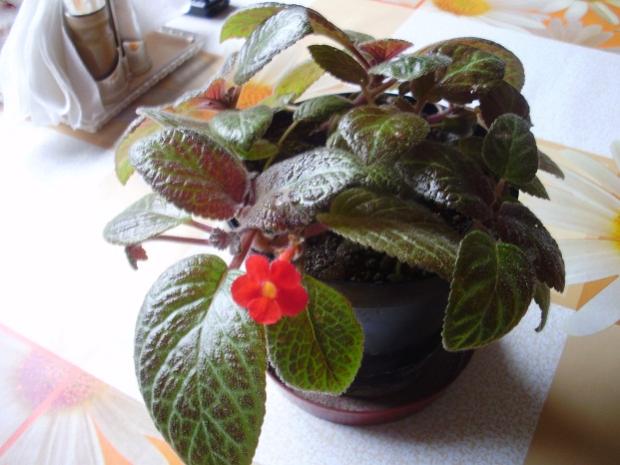 episcia, Okenné parapety, Hela61, 1