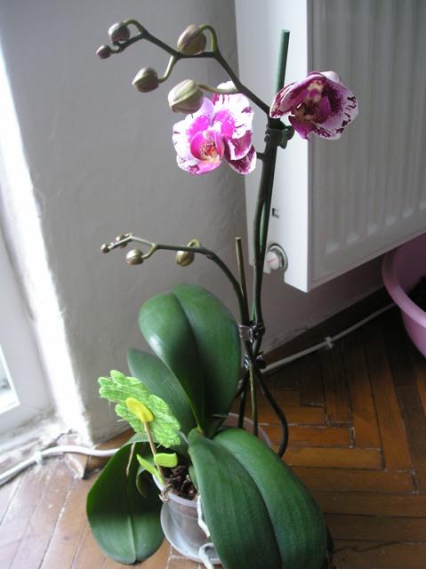 bodkavá, Izbové kvety, mija, 1