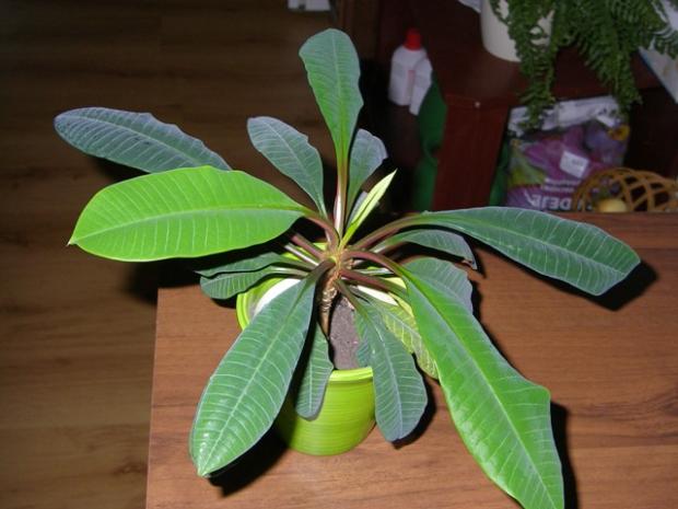 pre rosalku euphorbia, Izbové kvety, mafianka1, 1