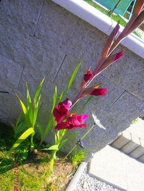 Môj prvý gladiol, Náš dvor, monikaska, 1