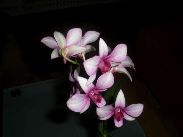 najnovšie dendrobium phalenopsis, Izbové kvety najnovšie dendrobium phalenopsis, Izbové kvety, ZAHARA, 1