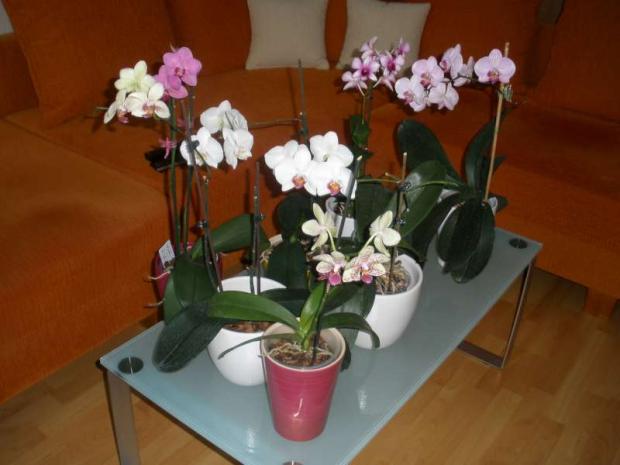 Moja zbierka orchideí, Izbové kvety Moja zbierka orchideí, Izbové kvety, ZAHARA, 1