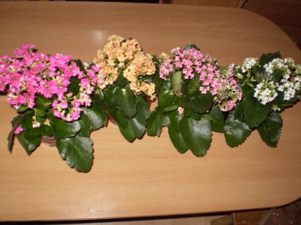 Poradíte mi, Izbové kvety, cecil, 1