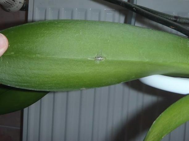Orchidea, Izbové kvety, mandy, 1
